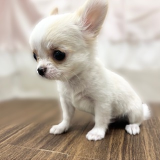 兵庫県のチワワ(ロング) (犬の家＆猫の里カナート西神戸店/2025年9月30日生まれ/男の子/クリームホワイト)の子犬の4枚目の画像