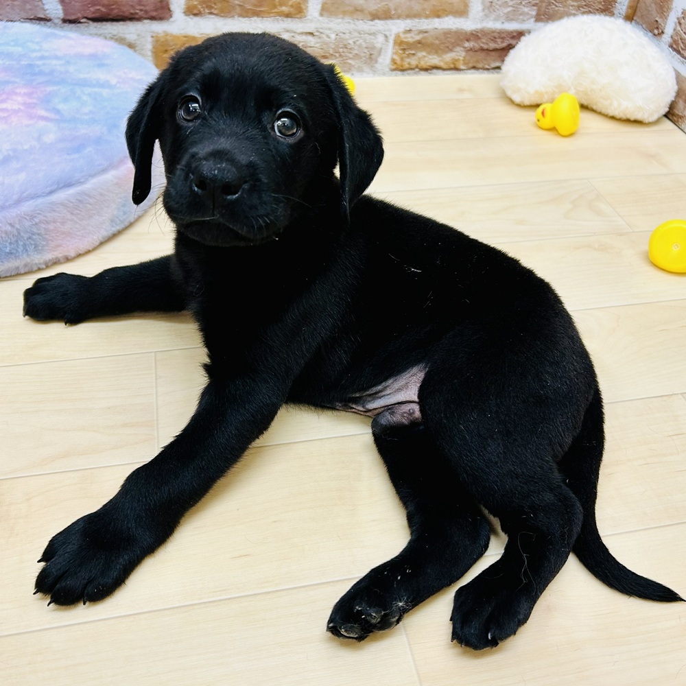 愛知県のラブラドールレトリーバー (犬の家＆猫の里七宝店/2025年10月1日生まれ/男の子/ブラック)の子犬の4枚目の画像