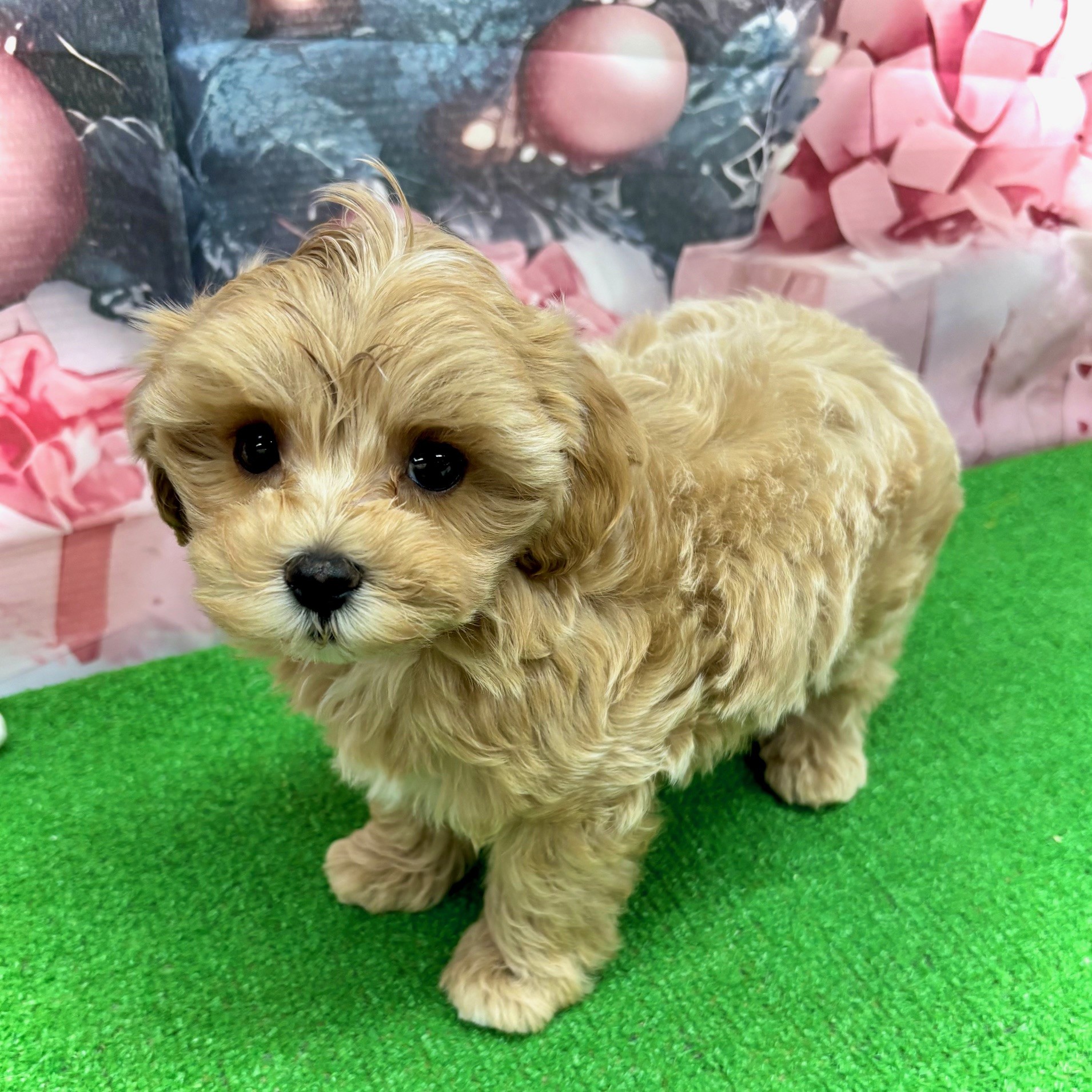 愛知県のマルプー(マルチーズ×プードル) (犬の家＆猫の里名古屋天白店/2025年10月1日生まれ/男の子/アプリコット)の子犬の4枚目の画像