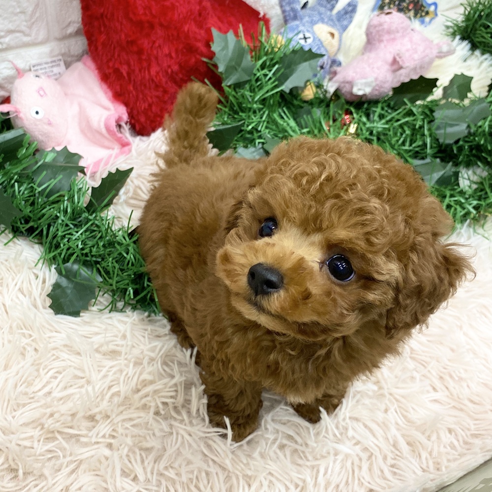 愛知県のトイプードル(トイ) (犬の家＆猫の里MEGAドン・キホーテ東海名和店/2025年9月30日生まれ/女の子/レッドフォーン)の子犬の4枚目の画像