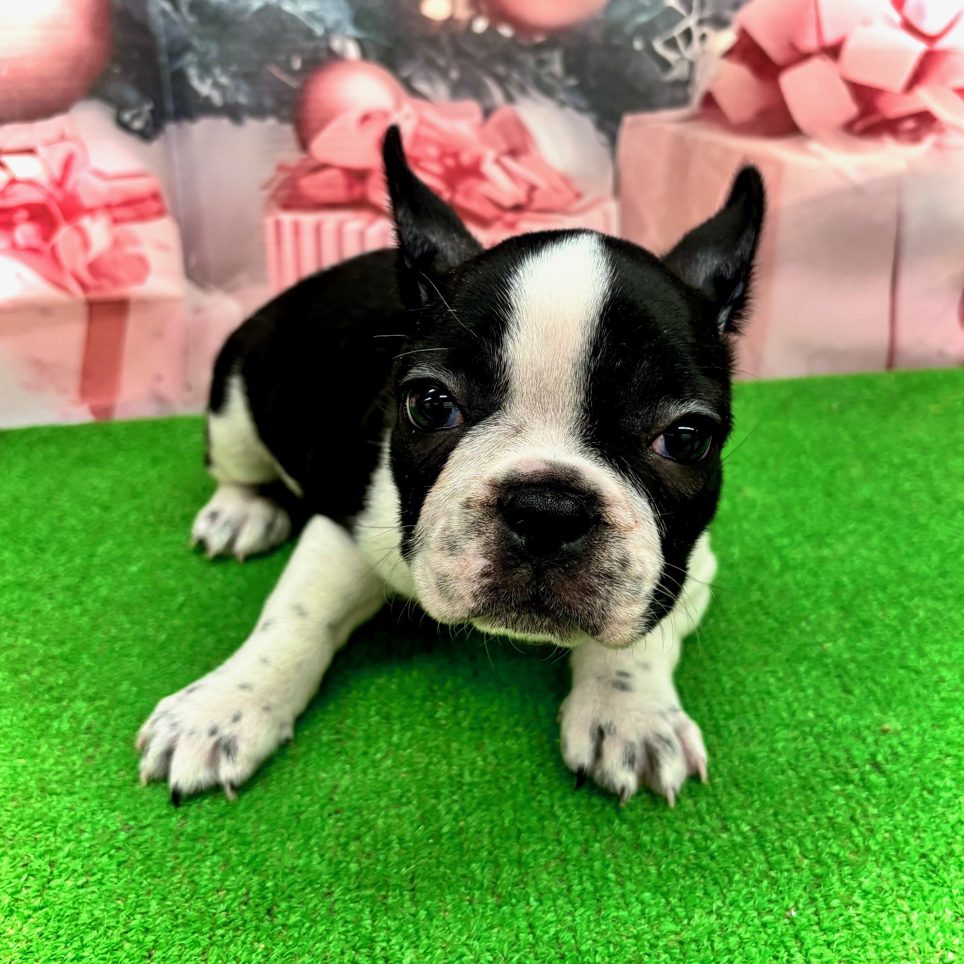 愛知県のフレンチブルドッグ (犬の家＆猫の里名古屋天白店/2025年10月1日生まれ/女の子/パイド)の子犬の4枚目の画像