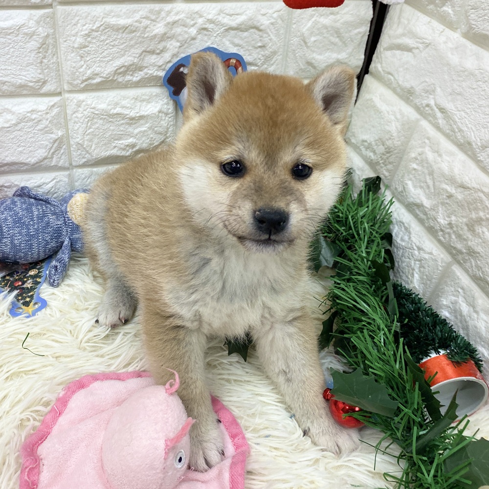 柴犬女の子の写真