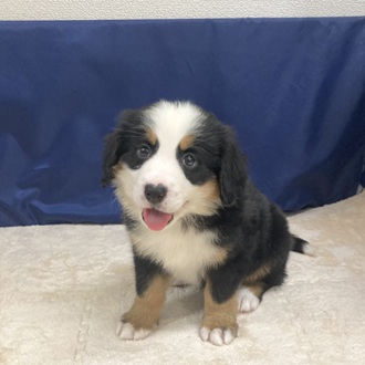 愛知県のバーニーズマウンテンドッグ (犬の家＆猫の里一宮店/2025年9月29日生まれ/女の子/ブラックラストホワイト)の子犬の1枚目の画像