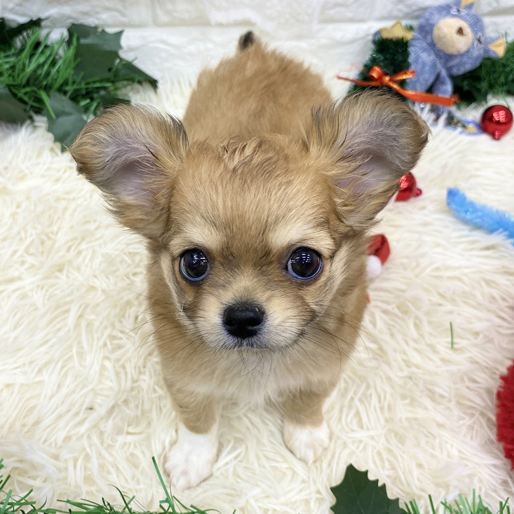 愛知県のチワワ(ロング) (犬の家＆猫の里MEGAドン・キホーテ東海名和店/2025年9月29日生まれ/女の子/レッドホワイト)の子犬の4枚目の画像