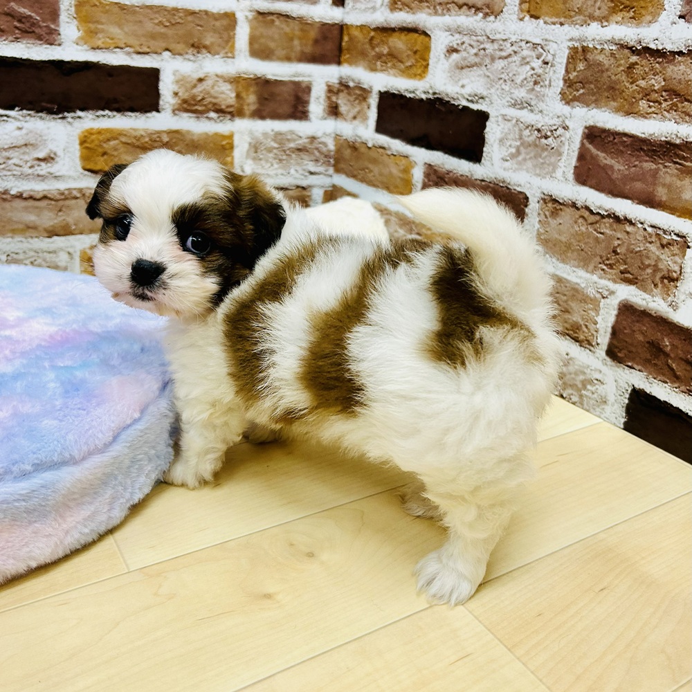 愛知県のポメズー/ポメシーズ(ポメラニアン×シーズー) (犬の家＆猫の里七宝店/2025年10月1日生まれ/男の子/ゴールドホワイト)の子犬の4枚目の画像