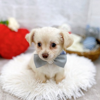 滋賀県のチワックス(チワワ×ダックス) (犬の家＆猫の里長浜店/2025年10月2日生まれ/女の子/クリーム)の子犬の4枚目の画像