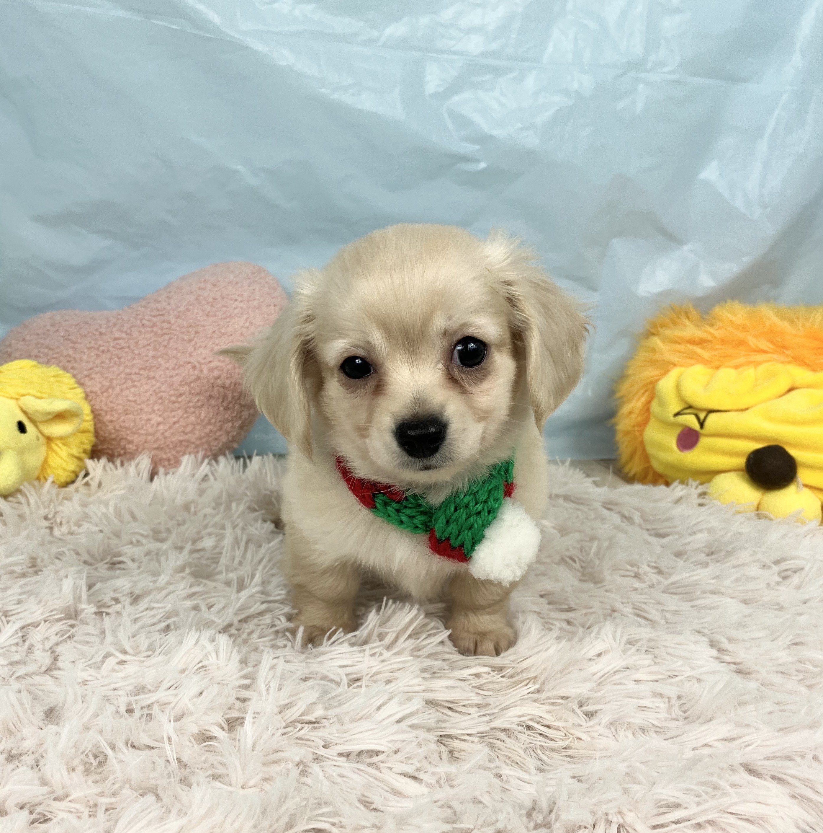 兵庫県のチワックス(チワワ×ダックス) (犬の家＆猫の里川西店/2025年10月2日生まれ/男の子/クリーム)の子犬の4枚目の画像