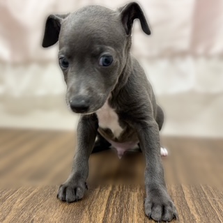 兵庫県のイタリアングレーハウンド (犬の家＆猫の里カナート西神戸店/2025年10月1日生まれ/男の子/ブルーホワイト)の子犬の4枚目の画像