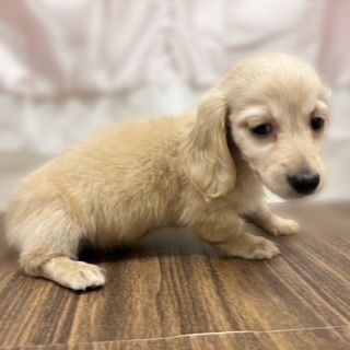 兵庫県のミニチュアダックスフンド(ロング) (犬の家＆猫の里カナート西神戸店/2025年9月30日生まれ/男の子/イエロー)の子犬の4枚目の画像