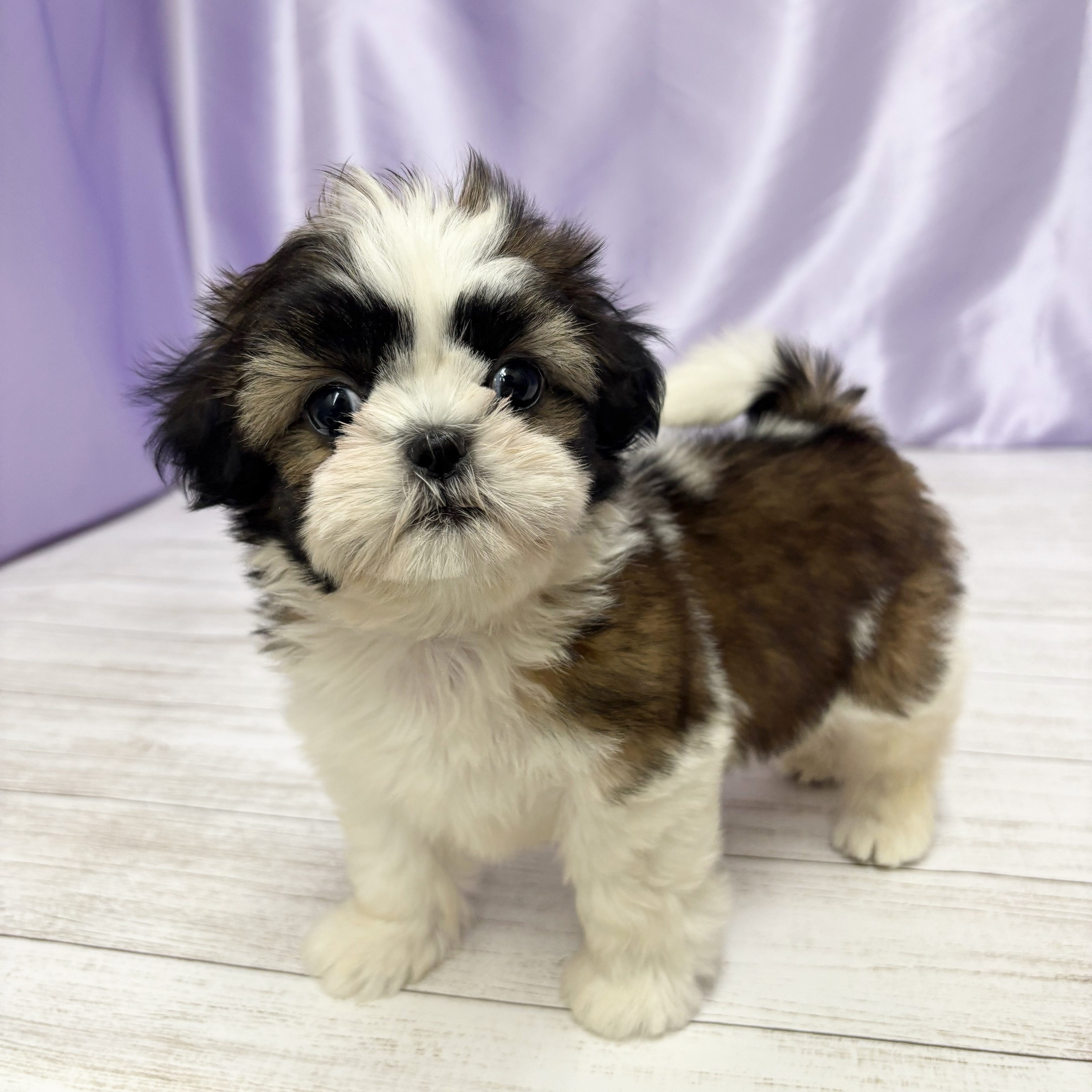 兵庫県のシーズー (犬の家＆猫の里尼崎店/2025年9月27日生まれ/女の子/ホワイトゴールド)の子犬の4枚目の画像