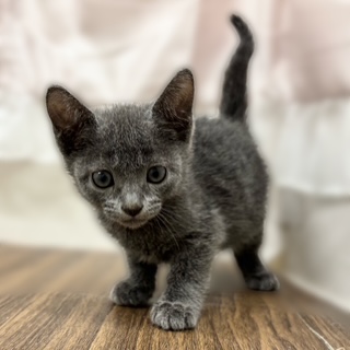 ロシアンブルー男の子の写真