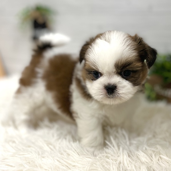 愛知県のシーズー (犬の家＆猫の里豊田店/2025年10月3日生まれ/男の子/ゴールドホワイト)の子犬の4枚目の画像