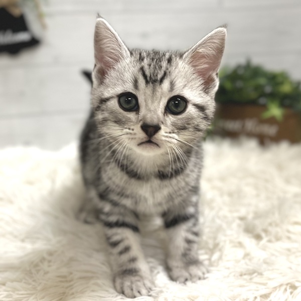 愛知県のアメリカンショートヘアー (犬の家＆猫の里豊田店/2025年10月4日生まれ/男の子/シルバータビー)の子猫の4枚目の画像