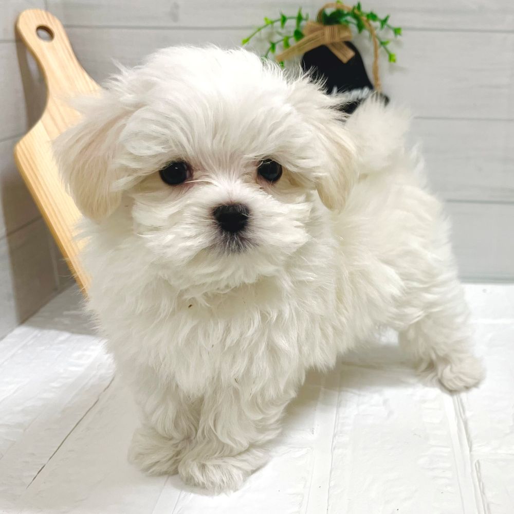 愛知県のマルチーズ (犬の家＆猫の里豊田店/2025年10月4日生まれ/男の子/ホワイト)の子犬の4枚目の画像