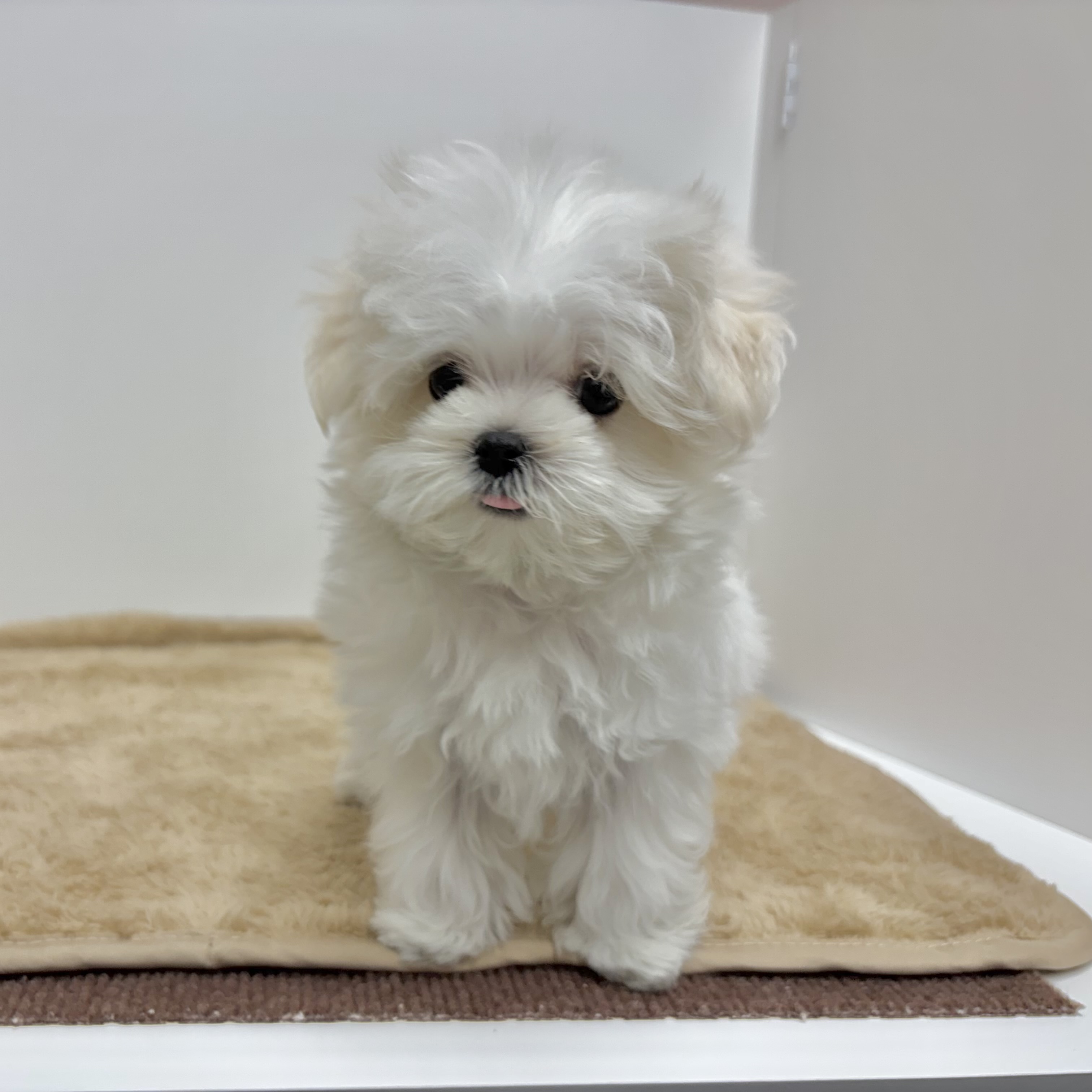 神奈川県のマルチーズ (犬の家＆猫の里相模原店/2025年10月4日生まれ/女の子/ホワイト)の子犬の4枚目の画像