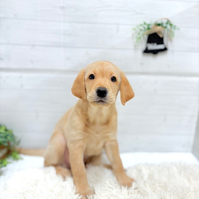 愛知県のラブラドールレトリーバー (犬の家＆猫の里豊田店/2025年10月4日生まれ/女の子/イエロー)の子犬の4枚目の画像