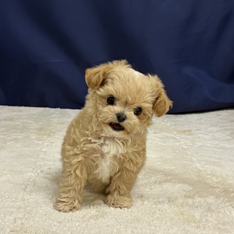 愛知県のチワプー/プーチー(チワワ×プードル) (犬の家＆猫の里一宮店/2025年12月2日生まれ/女の子/クリームホワイト)の子犬の4枚目の画像