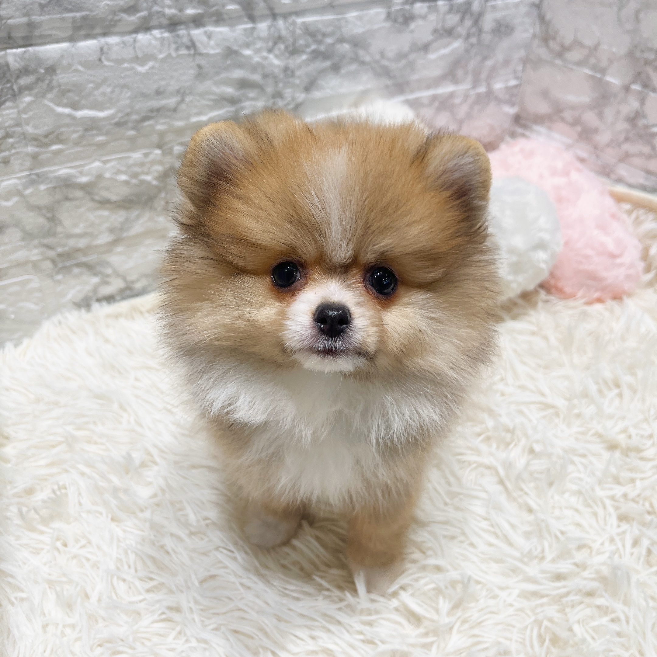 愛知県のポメラニアン (犬の家＆猫の里MiO香久山店/2025年9月30日生まれ/女の子/オレンジホワイト)の子犬の4枚目の画像