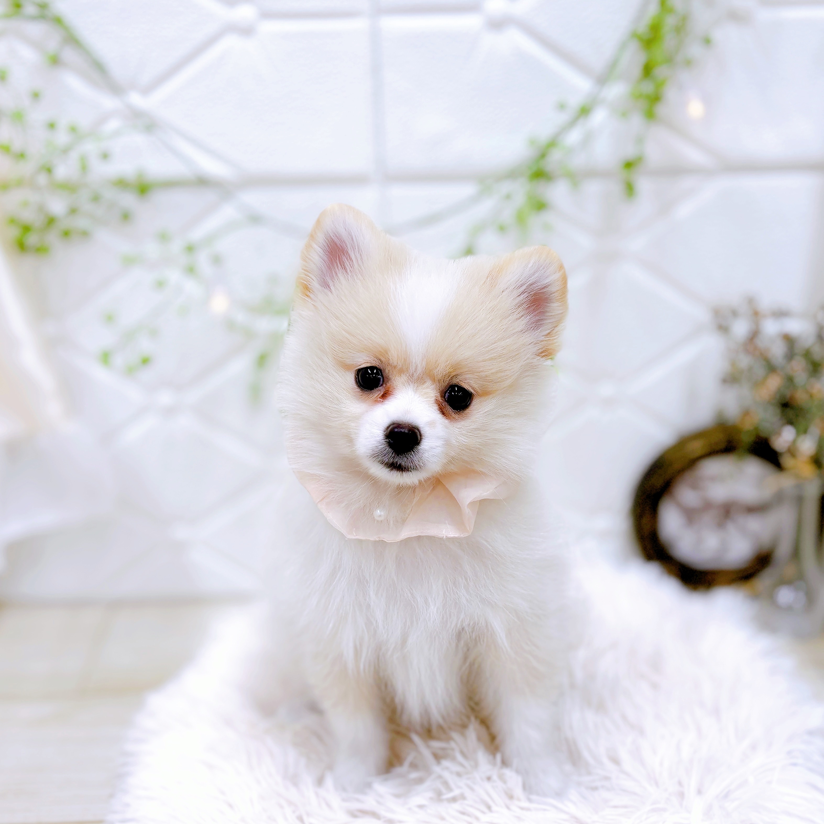 福井県のポメラニアン (犬の家＆猫の里アミーゴ福井店/2025年9月30日生まれ/女の子/クリームホワイト)の子犬の4枚目の画像