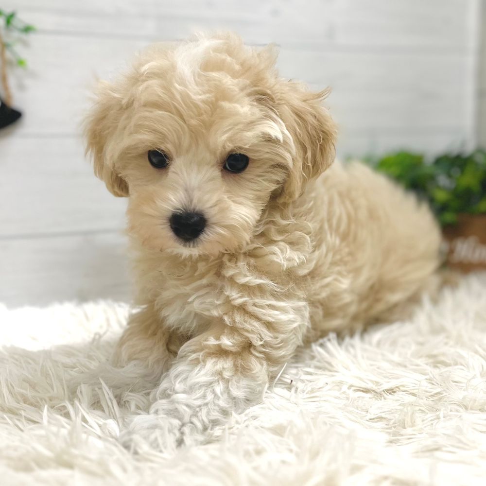 愛知県のマルプー(マルチーズ×プードル) (犬の家＆猫の里豊田店/2025年10月3日生まれ/男の子/クリームホワイト)の子犬の4枚目の画像
