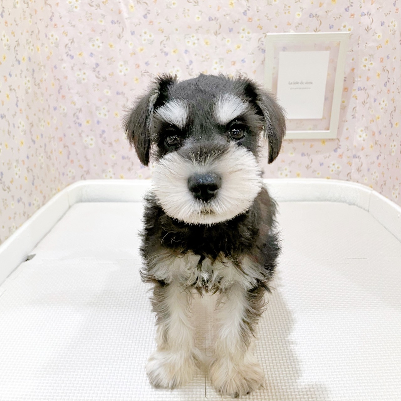 ミニチュアシュナウザー男の子の写真