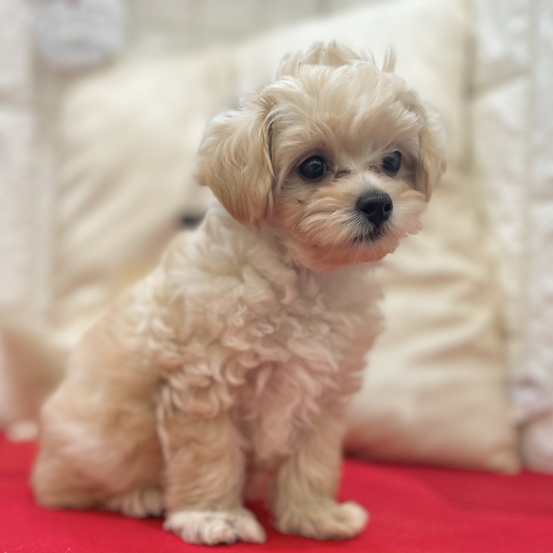 岡山県のマルプー(マルチーズ×プードル) (犬の家＆猫の里倉敷店/2025年10月5日生まれ/女の子/クリーム)の子犬の4枚目の画像