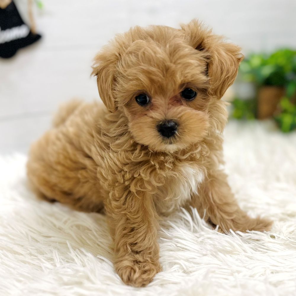 愛知県のマルプー(マルチーズ×プードル) (犬の家＆猫の里豊田店/2025年10月5日生まれ/女の子/アプリコット)の子犬の4枚目の画像