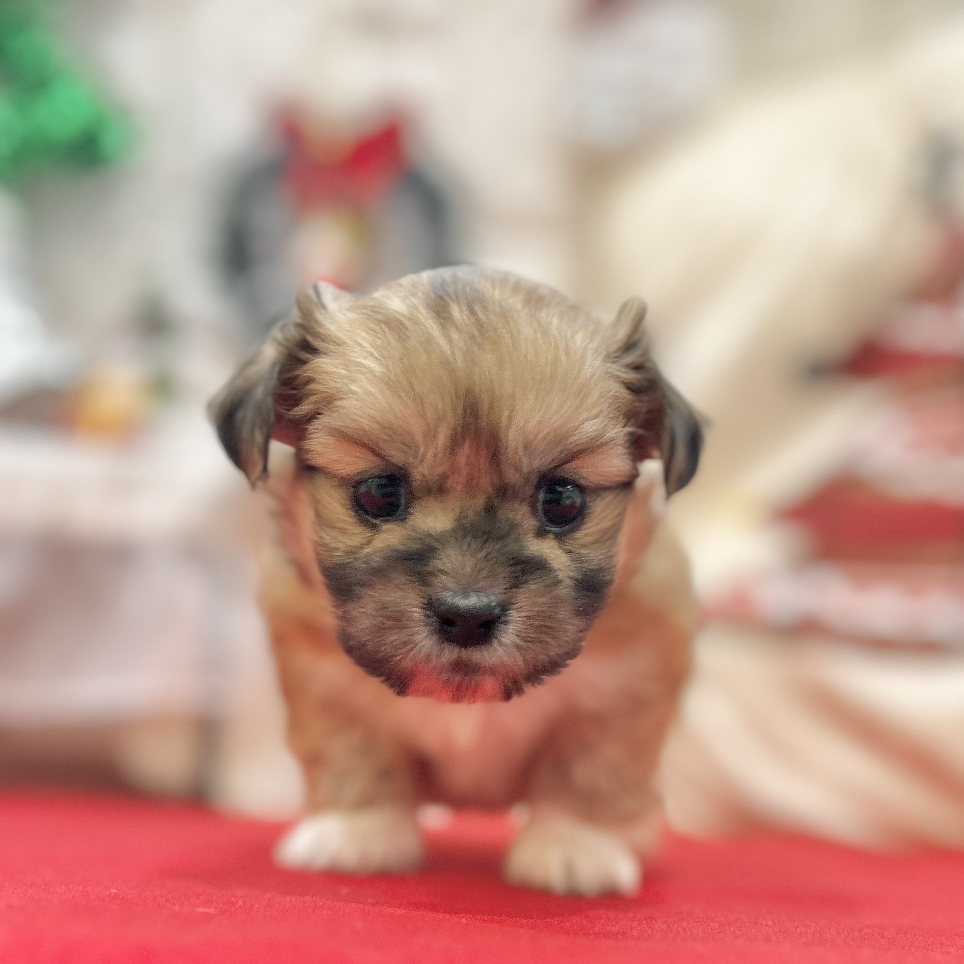 岡山県のハーフ犬・ミックス犬 (犬の家＆猫の里倉敷店/2025年10月2日生まれ/女の子/レッド)の子犬の4枚目の画像