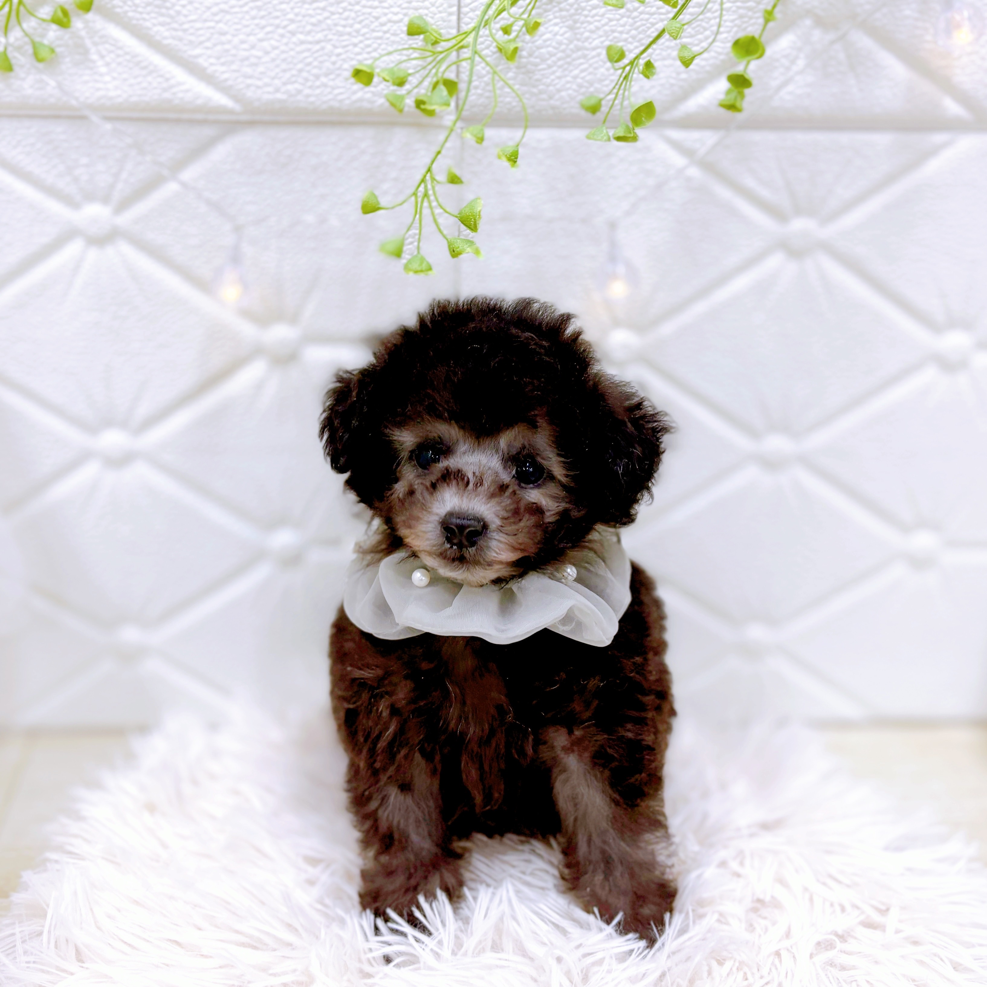 福井県のトイプードル(トイ) (犬の家＆猫の里アミーゴ福井店/2025年10月5日生まれ/男の子/シルバー)の子犬の4枚目の画像