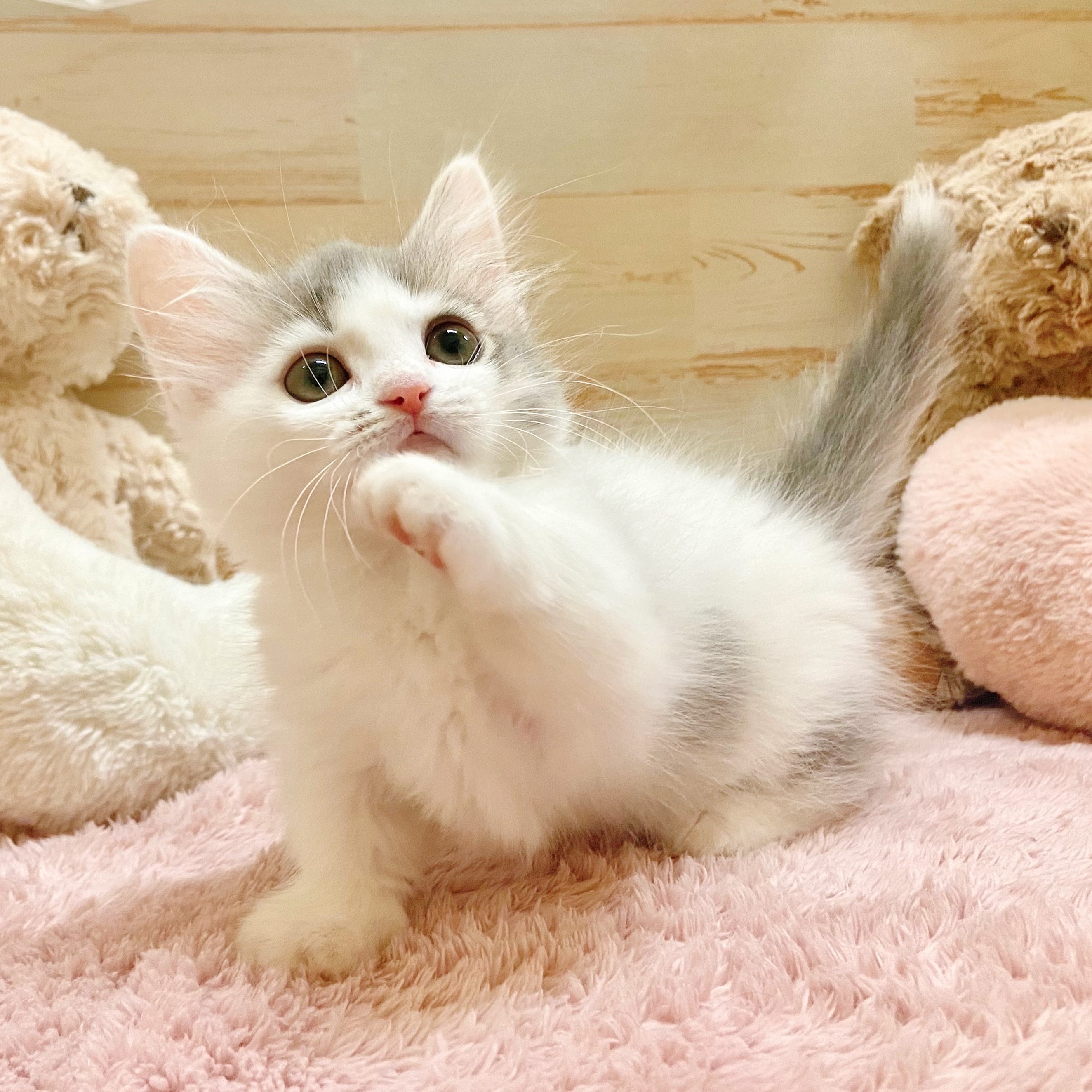 兵庫県のミヌエット (犬の家＆猫の里神戸店/2025年10月5日生まれ/女の子/ブルータビーホワイト)の子猫の4枚目の画像