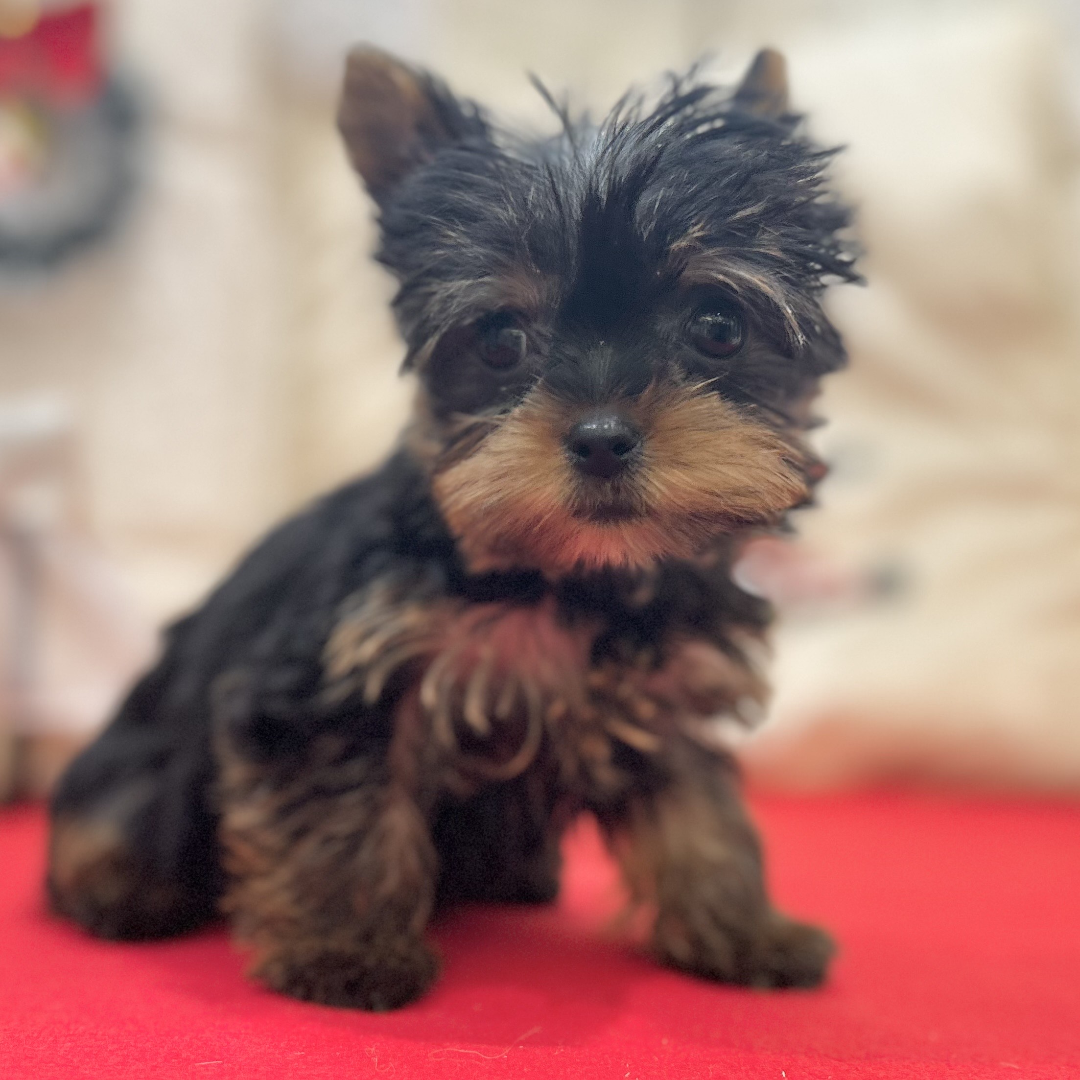 岡山県のヨークシャーテリア (犬の家＆猫の里倉敷店/2025年10月2日生まれ/女の子/スチールブルータン)の子犬の4枚目の画像