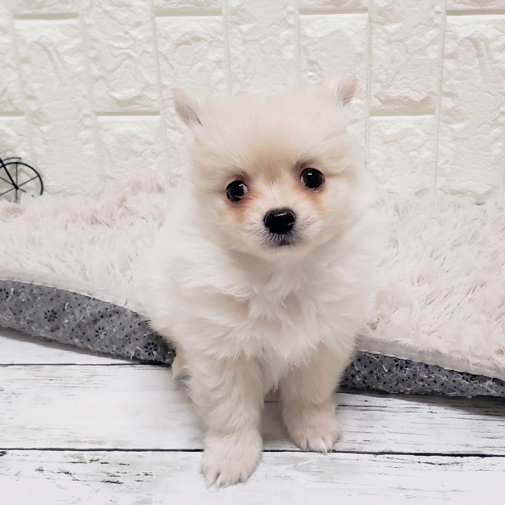 岡山県のポメチワ/チワポメ/ポメチー(ポメラニアン×チワワ) (犬の家＆猫の里倉敷店/2025年10月4日生まれ/男の子/クリーム)の子犬の4枚目の画像