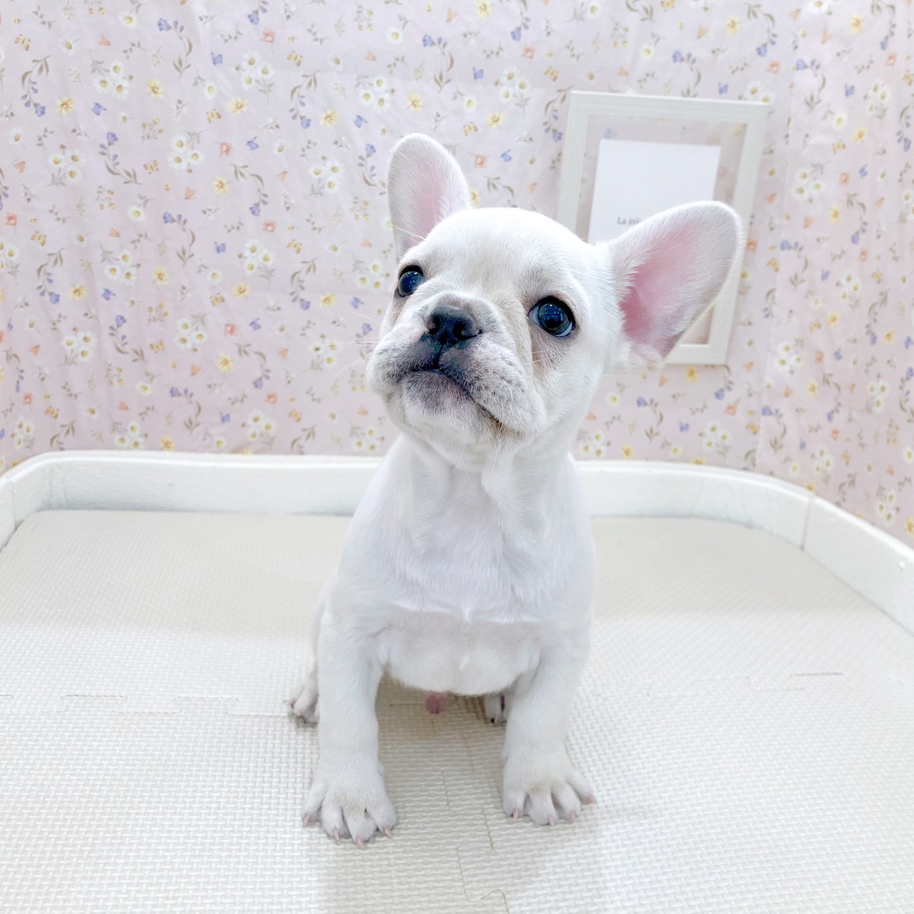 石川県のフレンチブルドッグ (犬の家＆猫の里金沢店/2025年10月3日生まれ/男の子/クリーム)の子犬の4枚目の画像