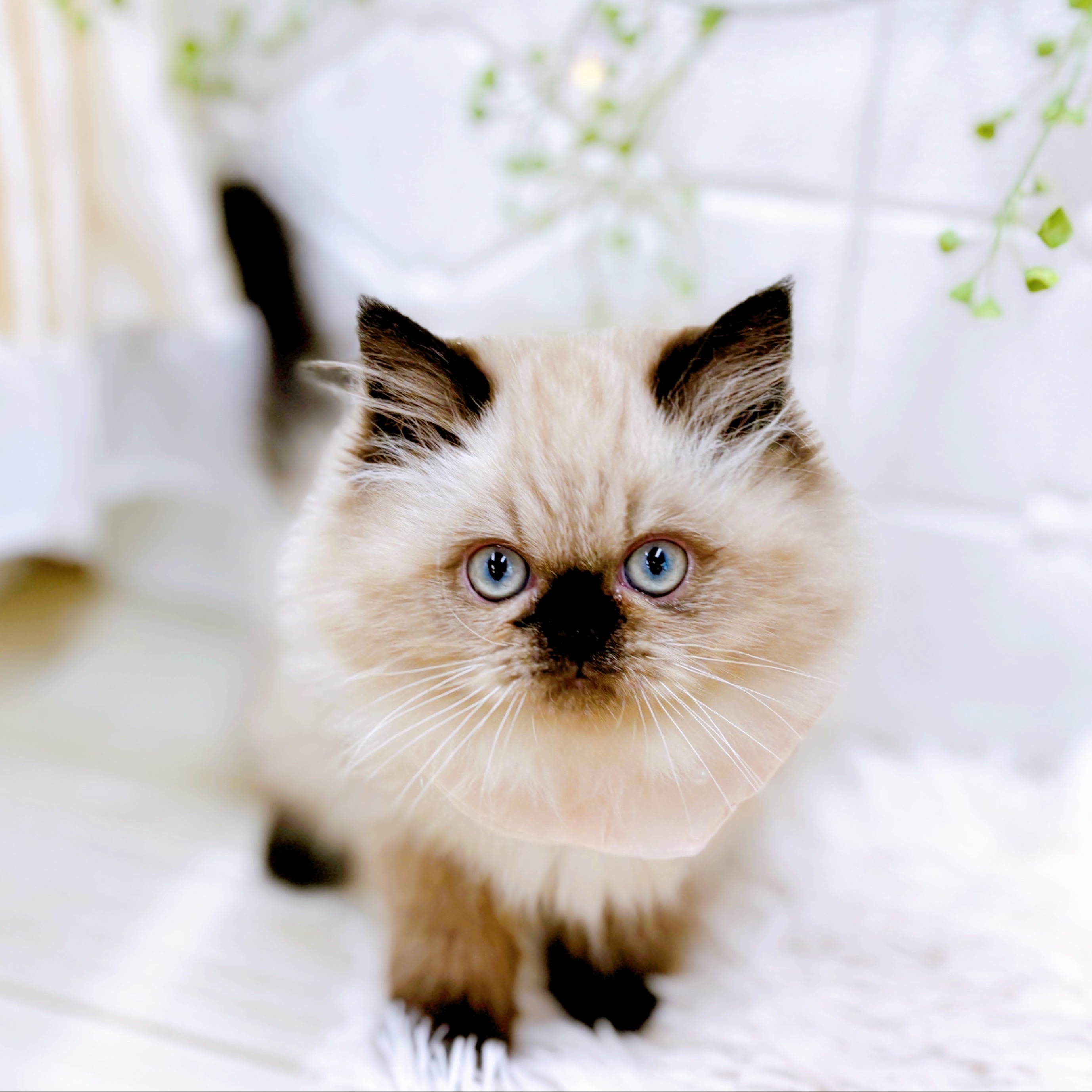 福井県のヒマラヤン (犬の家＆猫の里アミーゴ福井店/2025年10月4日生まれ/女の子/シールポイント)の子猫の4枚目の画像