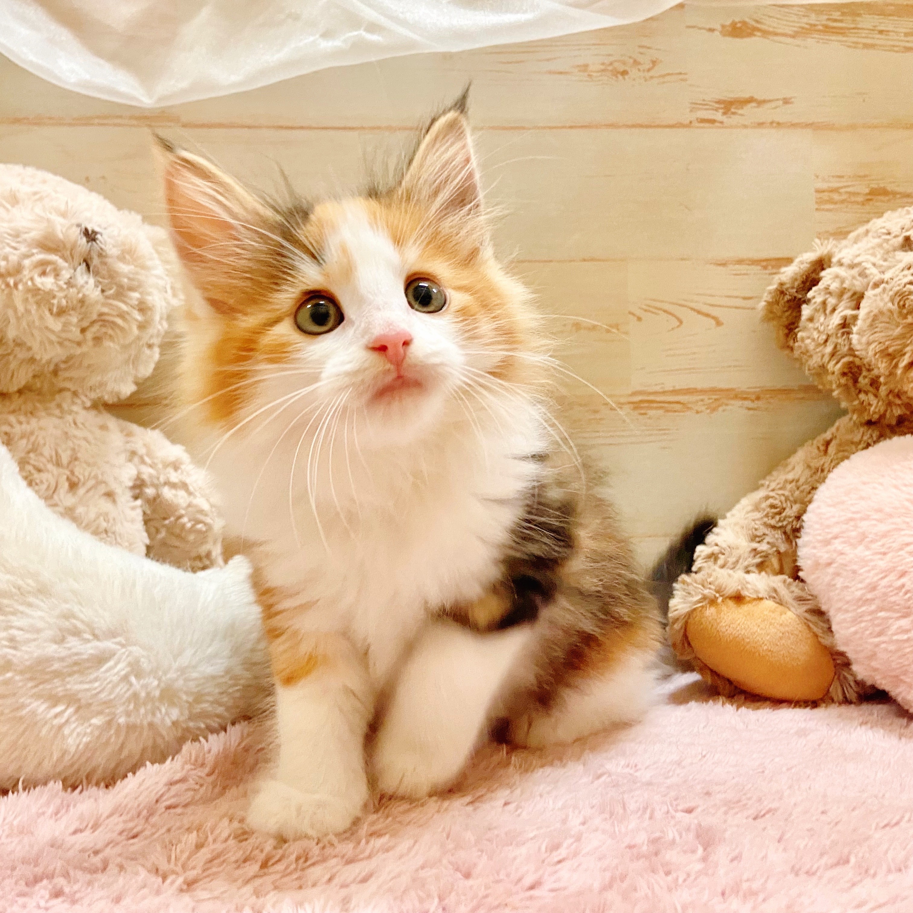 兵庫県のノルウェージャンフォレストキャット (犬の家＆猫の里神戸店/2025年10月3日生まれ/女の子/ブラウンパッチドタビーホワイト)の子猫の4枚目の画像