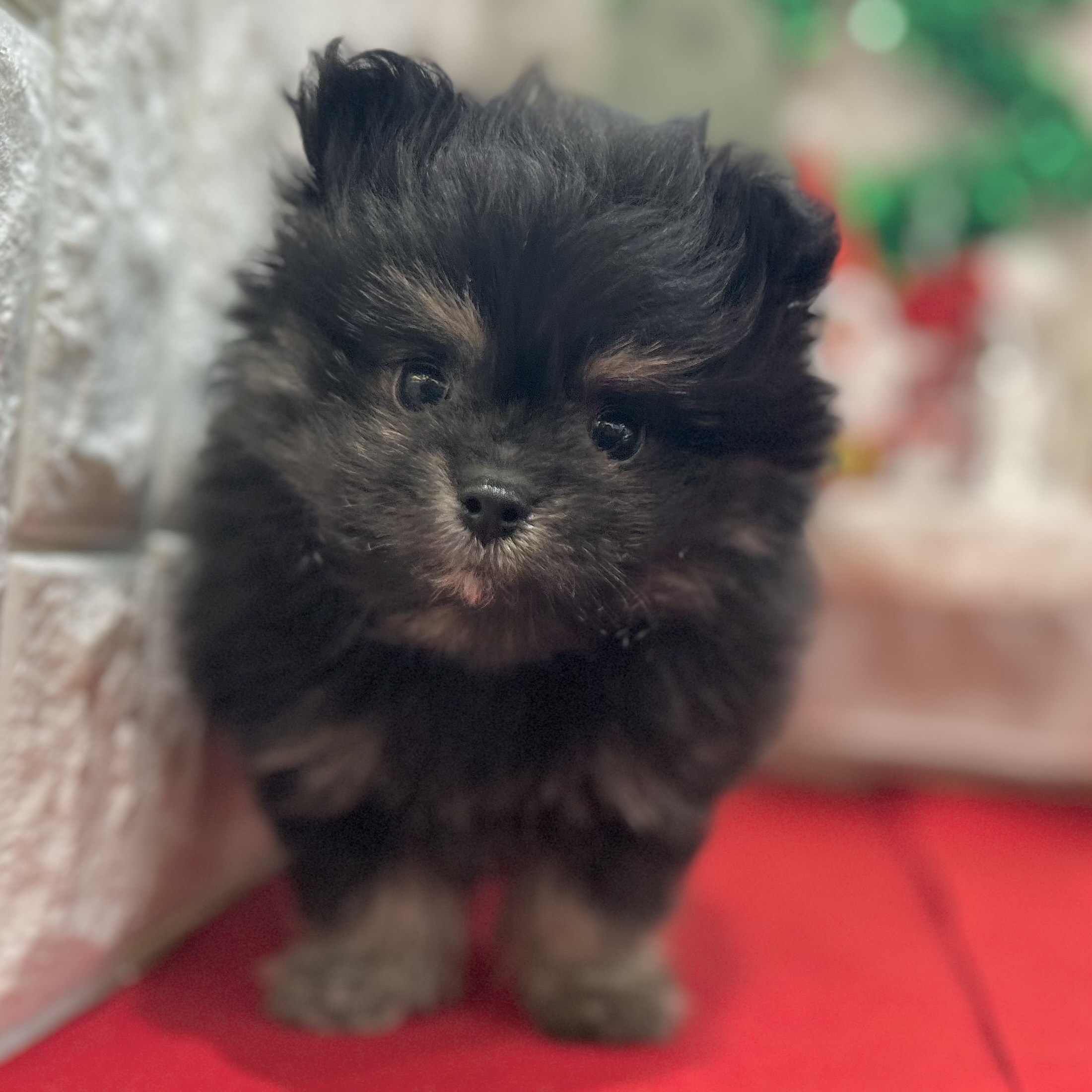 岡山県のポメマル/マルポメ(ポメラニアン×マルチーズ) (犬の家＆猫の里倉敷店/2025年10月5日生まれ/男の子/ブラック)の子犬の4枚目の画像