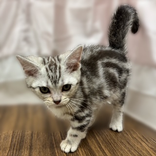 兵庫県のアメリカンショートヘアー (犬の家＆猫の里カナート西神戸店/2025年10月3日生まれ/男の子/シルバータビー)の子猫の4枚目の画像