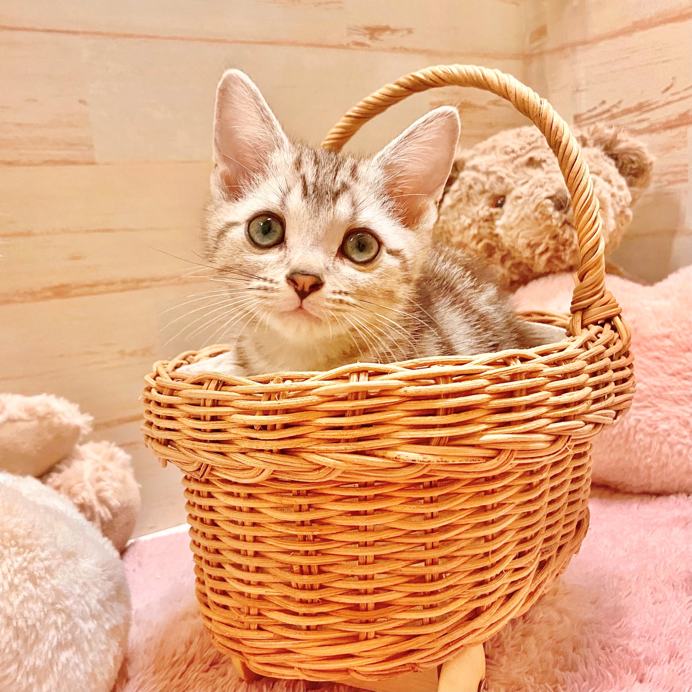 兵庫県のアメリカンショートヘアー (犬の家＆猫の里神戸店/2025年10月3日生まれ/男の子/シルバータビー)の子猫の4枚目の画像