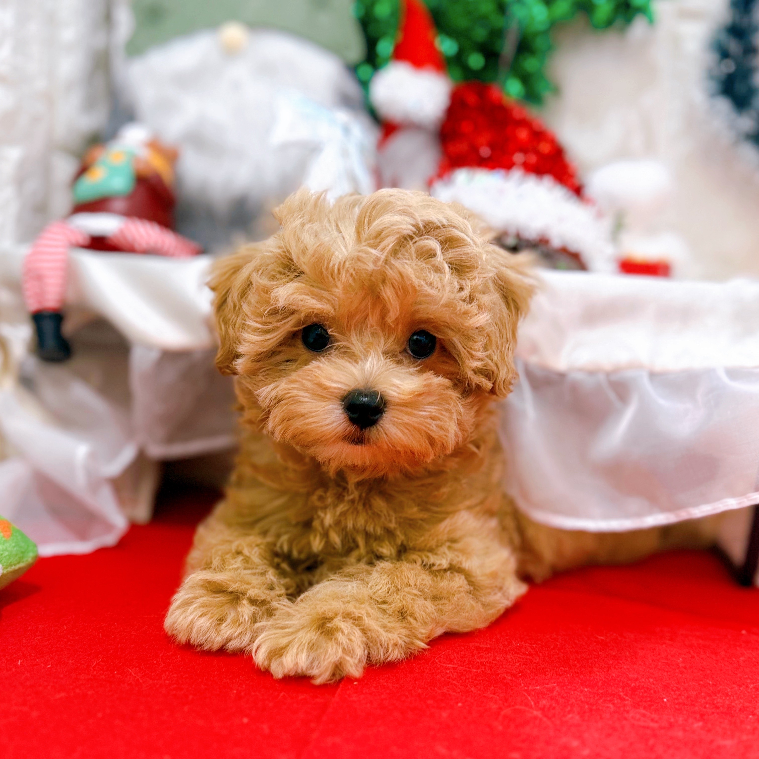 岡山県のマルプー(マルチーズ×プードル) (犬の家＆猫の里倉敷店/2025年10月5日生まれ/女の子/クリーム)の子犬の4枚目の画像