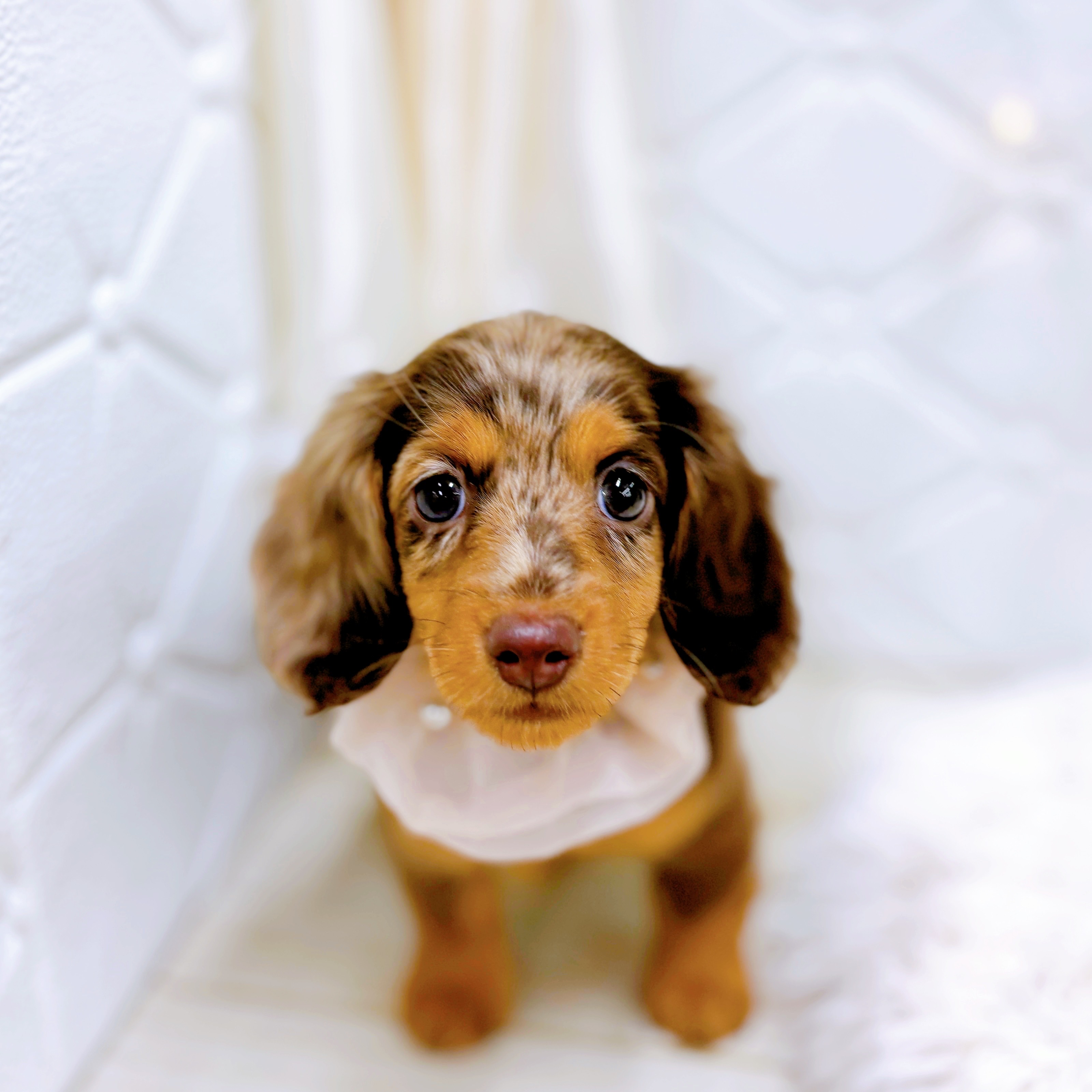 ミニチュアダックスフンド(ロング)(チョコレートダップル)の子犬を価格