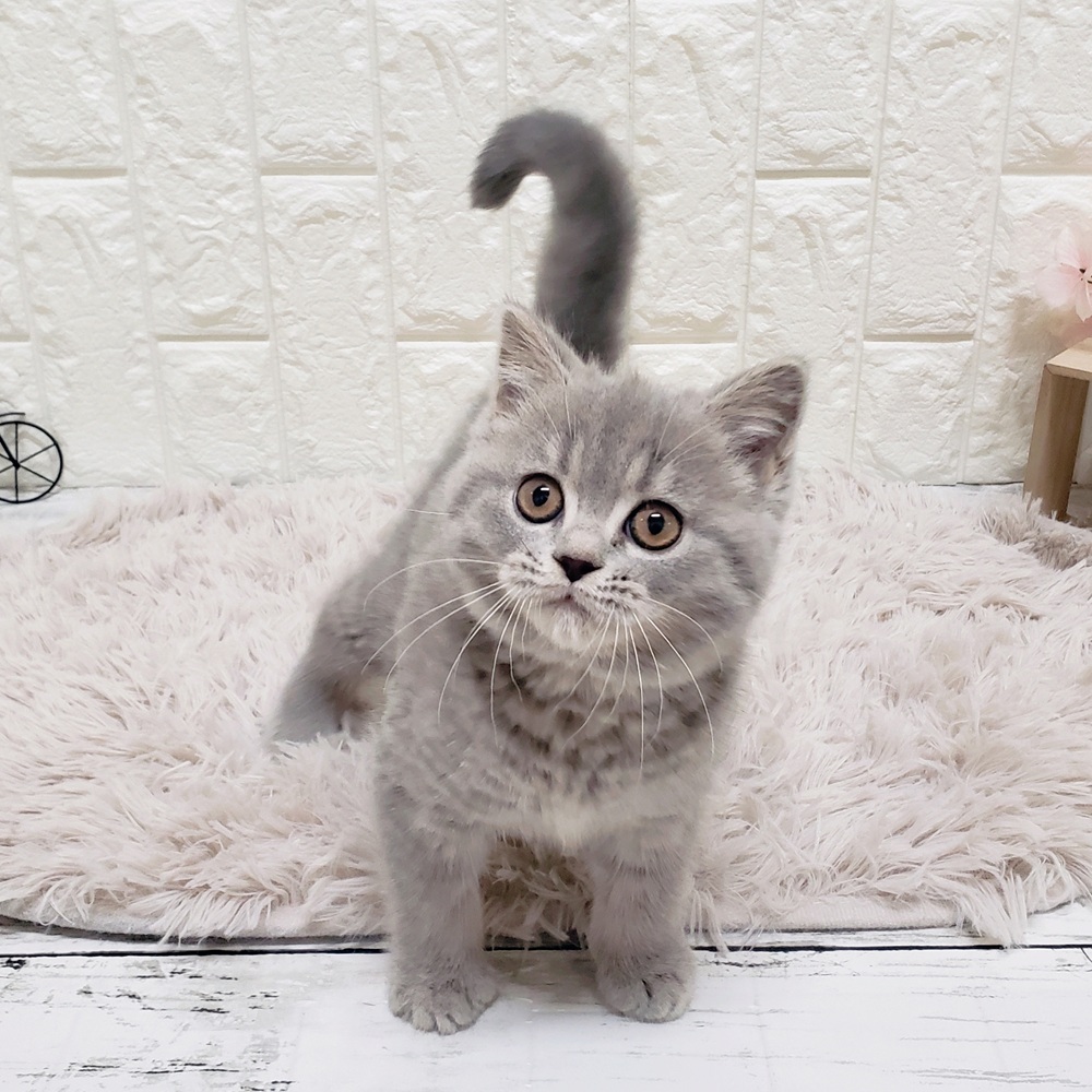 岡山県のマンチカン (犬の家＆猫の里岡山店/2025年9月27日生まれ/女の子/ブルータビー)の子猫の4枚目の画像