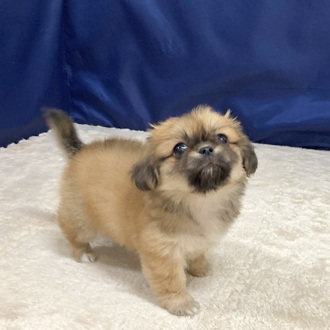 愛知県のチワペキ/ペキチー/ペキチワ(チワワ×ペキニーズ) (犬の家＆猫の里一宮店/2025年10月5日生まれ/女の子/フォーン)の子犬の4枚目の画像