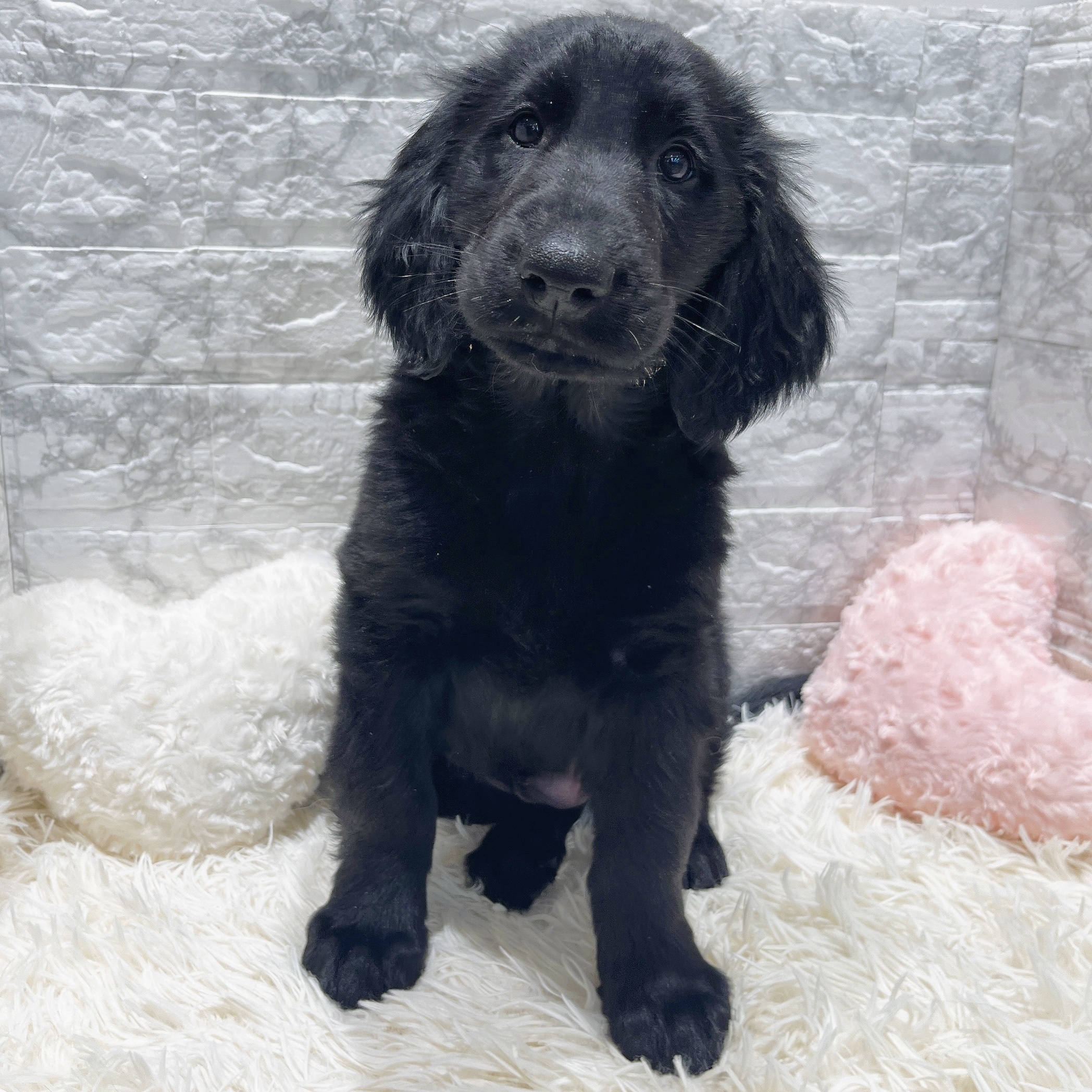 愛知県のフラットコーテッドレトリーバー (犬の家＆猫の里MiO香久山店/2025年10月4日生まれ/男の子/ブラック)の子犬の4枚目の画像