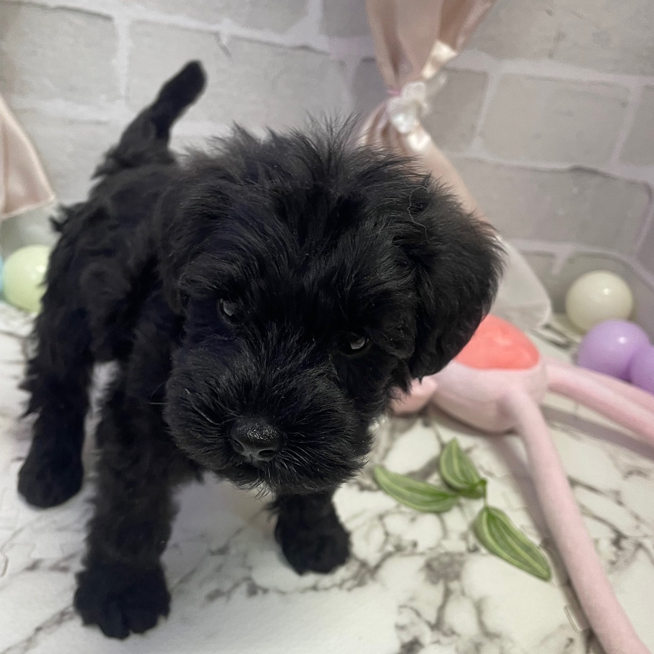 愛知県のシュナプー(シュナウザー×プードル) (犬の家＆猫の里岡崎店/2025年9月28日生まれ/女の子/ブラック)の子犬の4枚目の画像