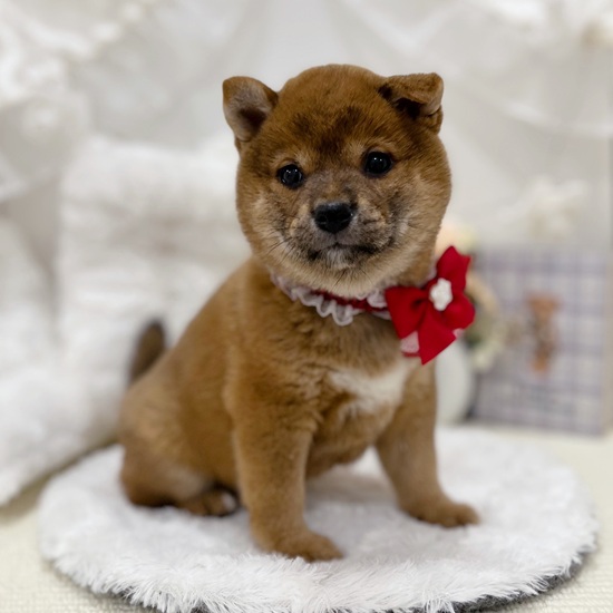 柴犬女の子の写真