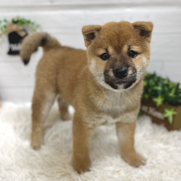 愛知県の柴犬(標準サイズ) (犬の家＆猫の里豊田店/2025年10月5日生まれ/女の子/赤)の子犬の1枚目の画像