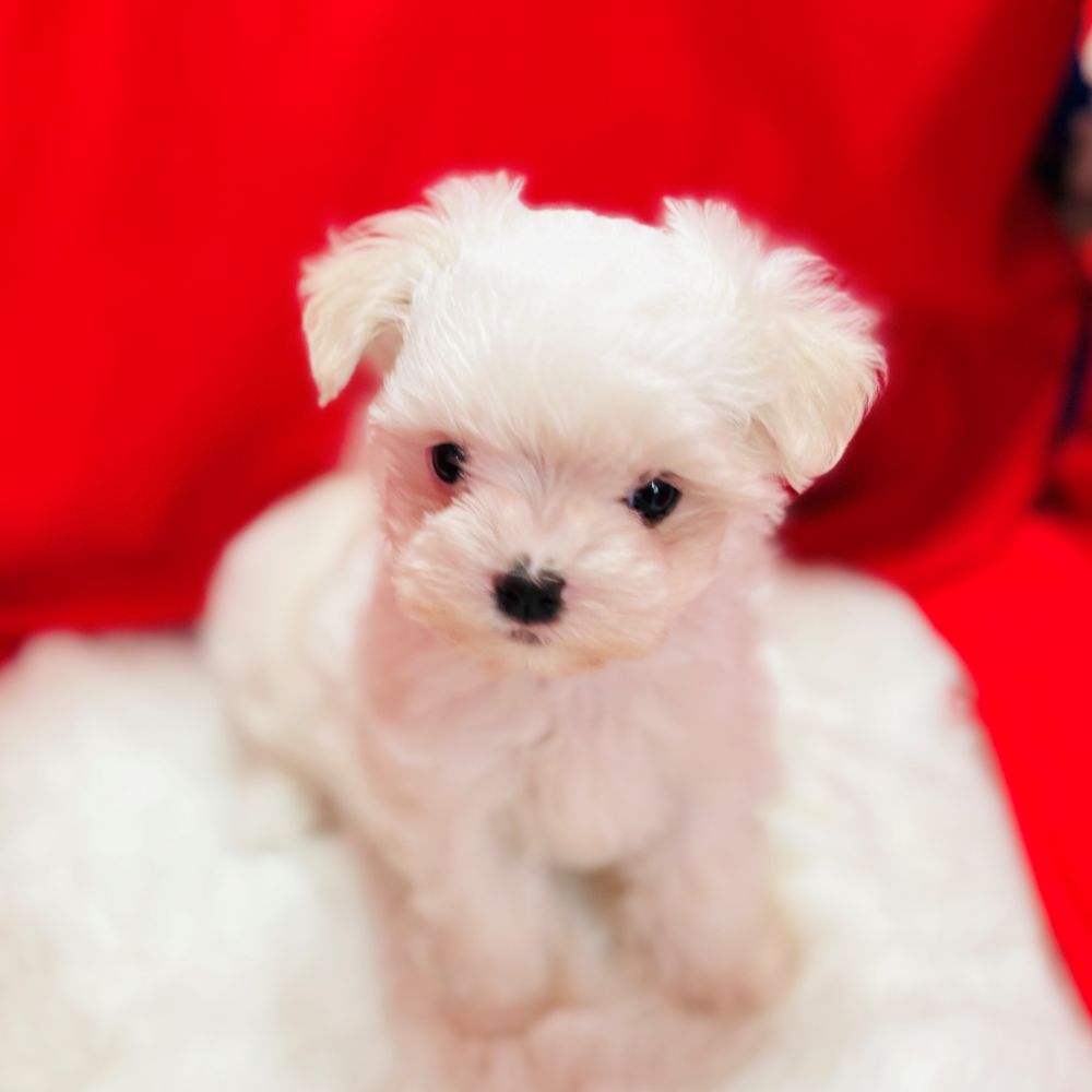 愛知県のマルチーズ (犬の家＆猫の里愛知刈谷店/2025年10月2日生まれ/女の子/ホワイト)の子犬の4枚目の画像