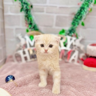 静岡県のスコティッシュフォールド (犬の家＆猫の里プレ葉ウォーク浜北店/2025年10月7日生まれ/女の子/クリームタビーホワイト)の子猫の4枚目の画像