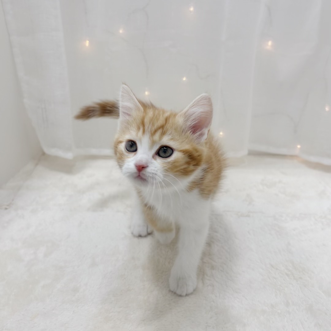 千葉県のスコティッシュフォールド (犬の家＆猫の里BIGHOPガーデンモール印西店/2025年10月7日生まれ/男の子/レッドタビーホワイト)の子猫の4枚目の画像