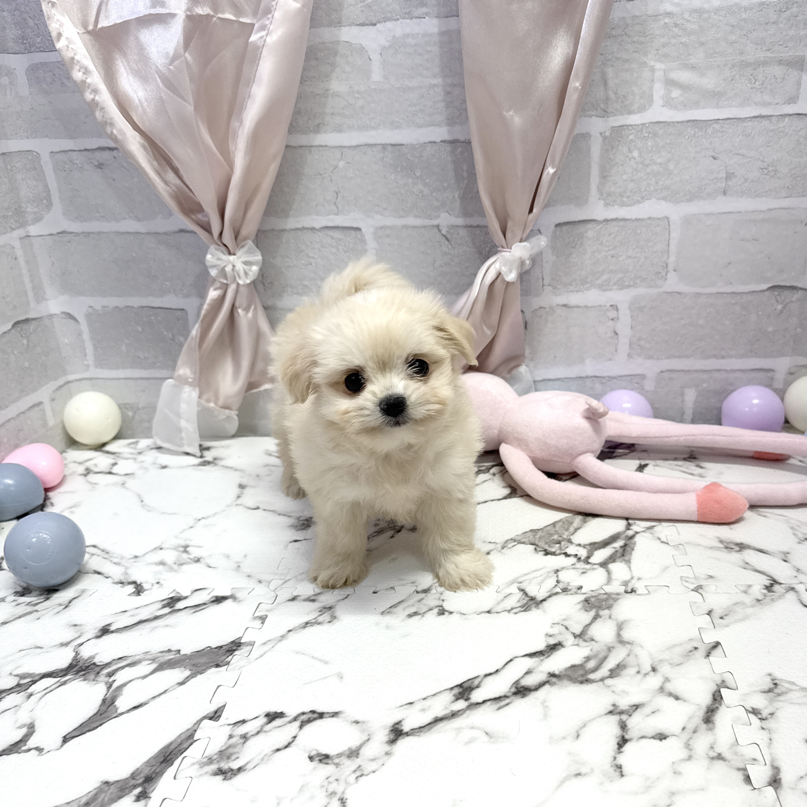愛知県のチワマル/マルチワ(チワワ×マルチーズ) (犬の家＆猫の里岡崎店/2025年10月1日生まれ/女の子/クリーム)の子犬の4枚目の画像